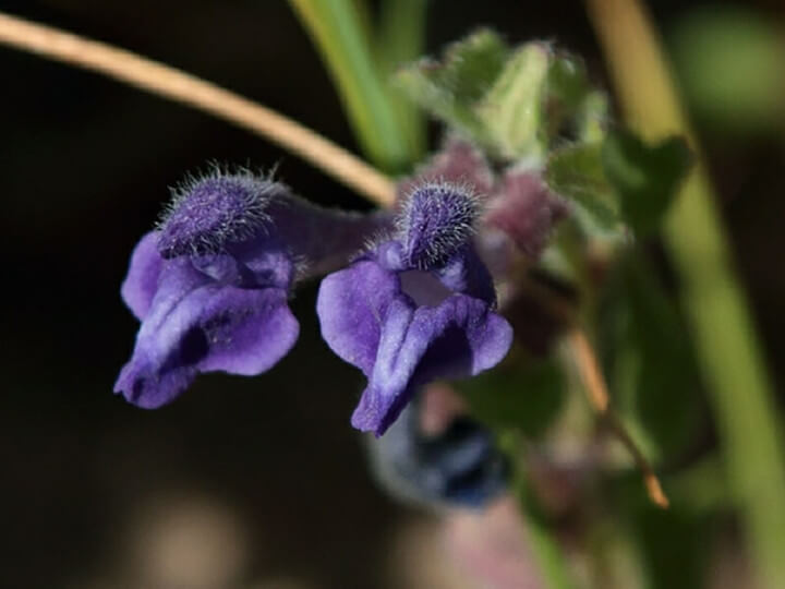 Skullcap – Ultimate Nervous System Tonic